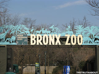 Bronx zoo job application online
