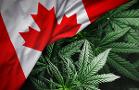 Why Canada Rules as a Haven for Listing Cannabis Companies