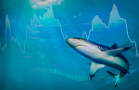 The Evolution of a Stock Market Shark