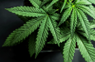 Several Cannabis Companies Get a Head Start in Illinois