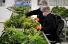 Cannabis Leader Canopy Growth Can Climb Higher