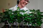 Tilray's Not Seeing Much Green, but the Firm's Still Deeply Rooted