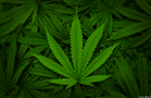 Third Quarter Signals a Turning Point for Cannabis Companies