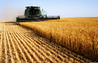 Hungry for Dividends? Let's See What Might Crop Up in the 'Ag' Sector
