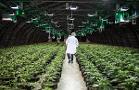 Canaccord Raises Outlook for Cannabis Growth in the U.S.