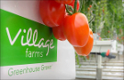 Here's Where I'd Buy Village Farms