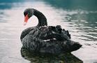 Market Ignores 'Black Swan' Shadow Overhead