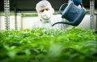 Tilray Upsizes and Prices $450 Million Debt Offering: LIVE MARKETS BLOG