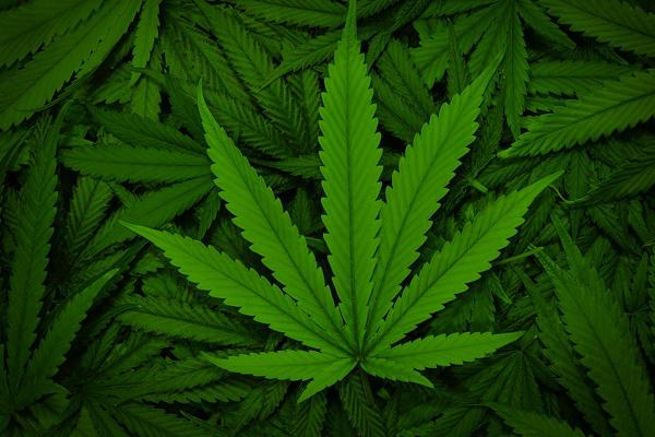 Kass: Time to Buy Cannabis Stocks for a Trade -- And Soon for a LT Investment