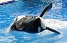 SeaWorld Sinks, Newell Floats and Costco Treads Water