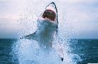 Shark Bites: There Is No Wild Celebration Going On, but These 3 Stocks Look Good